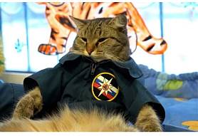 картинка The search cat от Квест Батл